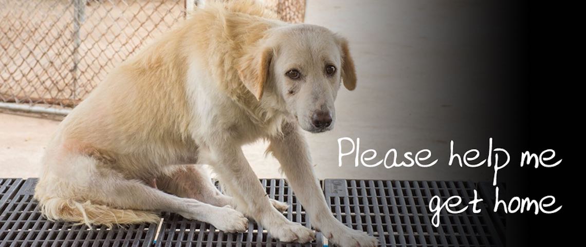 Help A Rescued Dog Get Home | Soi Dog Foundation