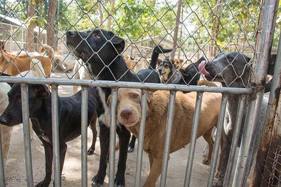 Help Rescued Dogs Get Home